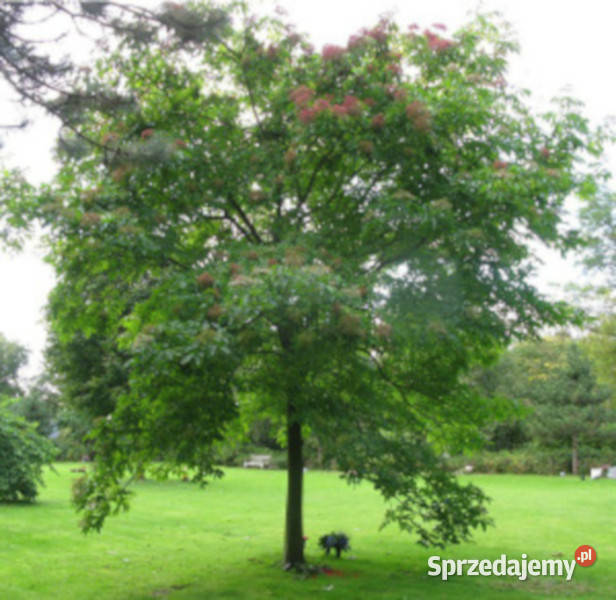 EWODIA KOREAŃSKA Daniellii sadzonki w doniczkach Ustronie sprzedam