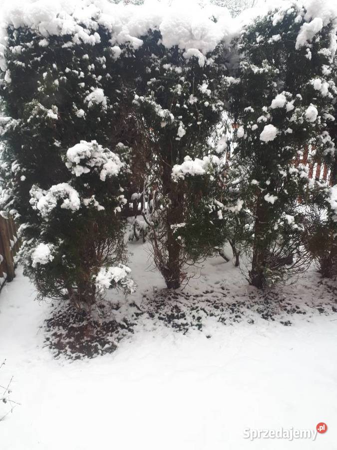 Odśnieżanie dachów chodników posesji Piotrków Trybunalski