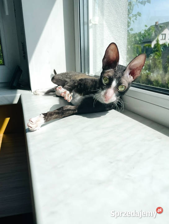 Cornish Rex dwie kotki pohodowlane płatna Żory
