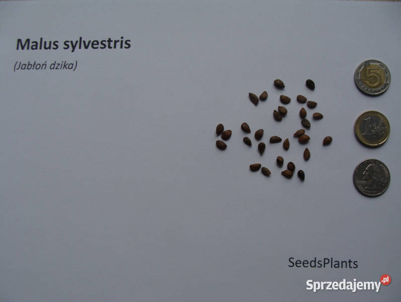 JABŁOŃ DZIKA Malus sylvestris NASIONA 400 sztuk sprzedam