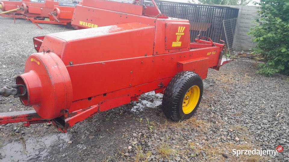 Sprzedam prase welger ap 52 sprowadzona Lechów