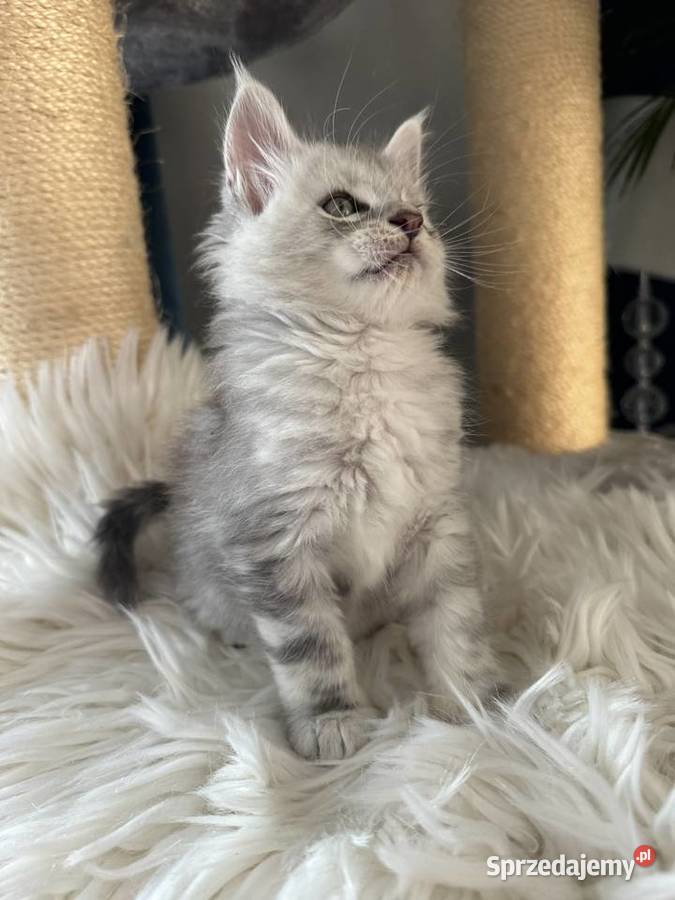 Kocurek Armani Maine Coon Nowa Wieś Lęborska