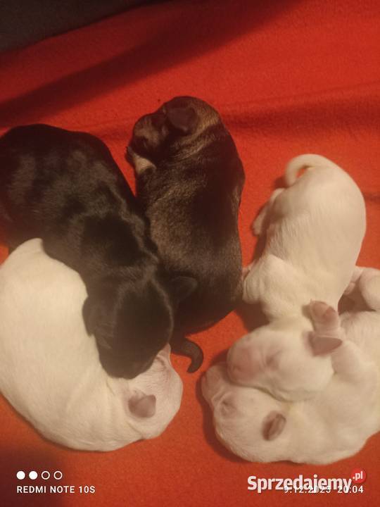 Sznaucerki szukają nowego domu Poznań sprzedam