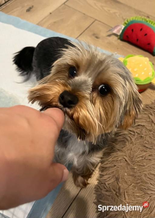 yorkshire terrier pies świętokrzyskie Skalbmierz