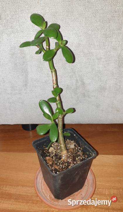 Grubosz crassula drzewko szczęscia 3 Kaktusy i sukulenty Warszawa