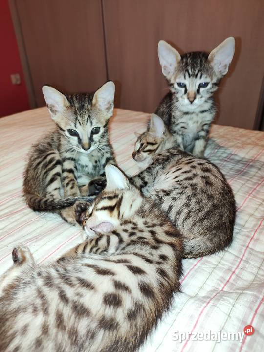 Kocurki savannah f5 Piąte pokolenie serwalu Jarantowice sprzedam
