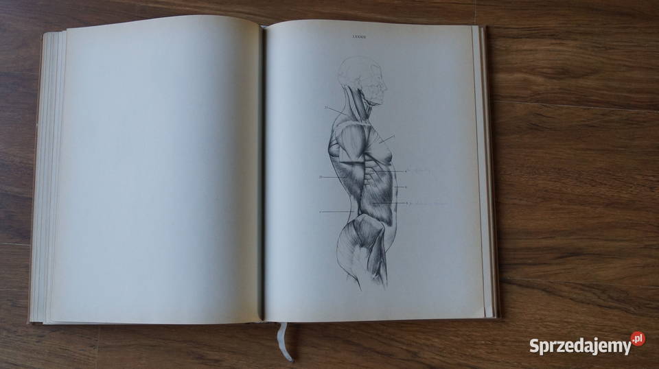 Jeno Barcsay Anatomia artysty 1988 Mrowino sprzedam