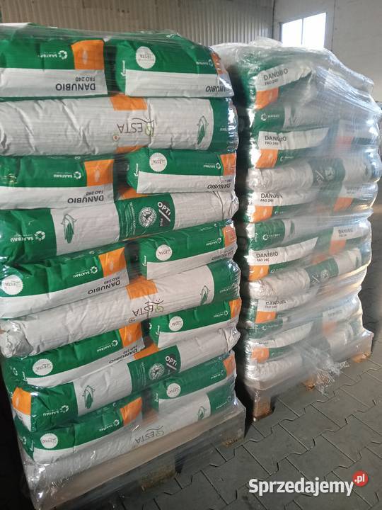 Materiał siewny kukurydza Danubio FAO 240 250 Olsztyn sprzedam