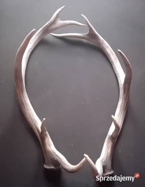 Poroże jelenia zrzuty sprzedam