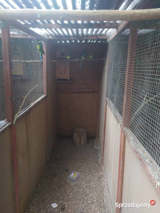 Rozella królewska Bernard czarno głowy