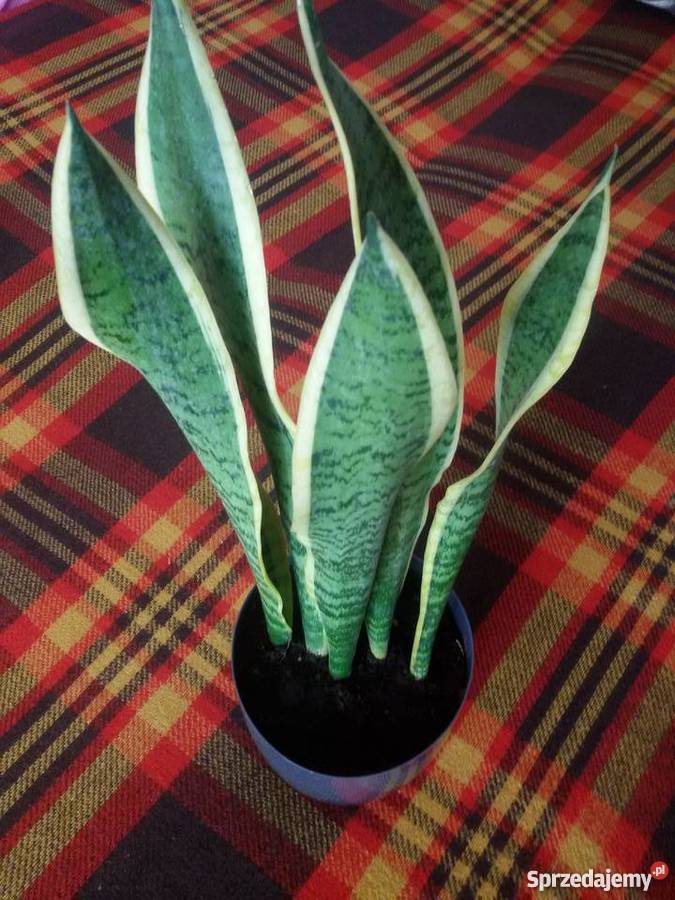 Sansewieria podlaskie Mońki
