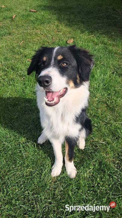 Border Collie piesek BAGI z hodowli NEGRESSE Pozostałe Porąbka Uszewska