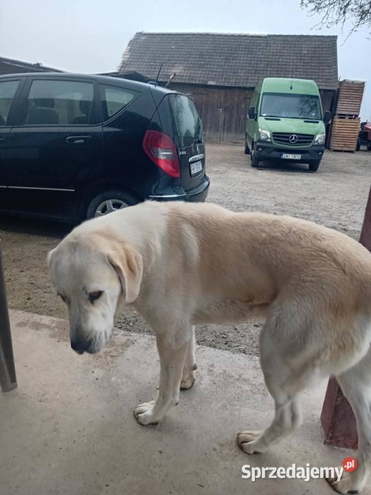 śliczne szczeniaki owczarek środkowoazjatycki Czarnożyły