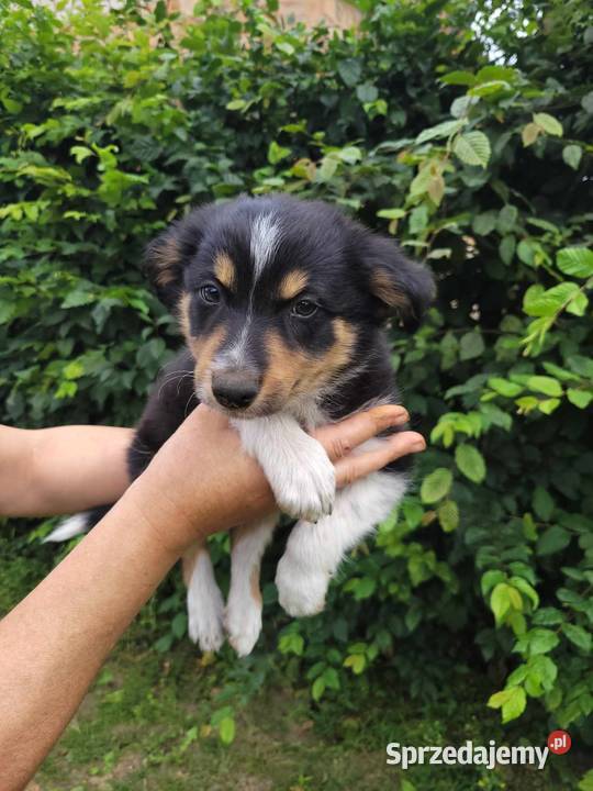 Szczeniaki Border Collie Dobrowoda