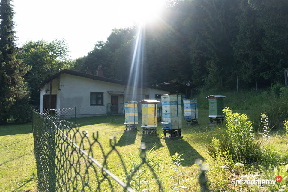 Całoroczny domek na wynajem na wyłączność w Kaczyna