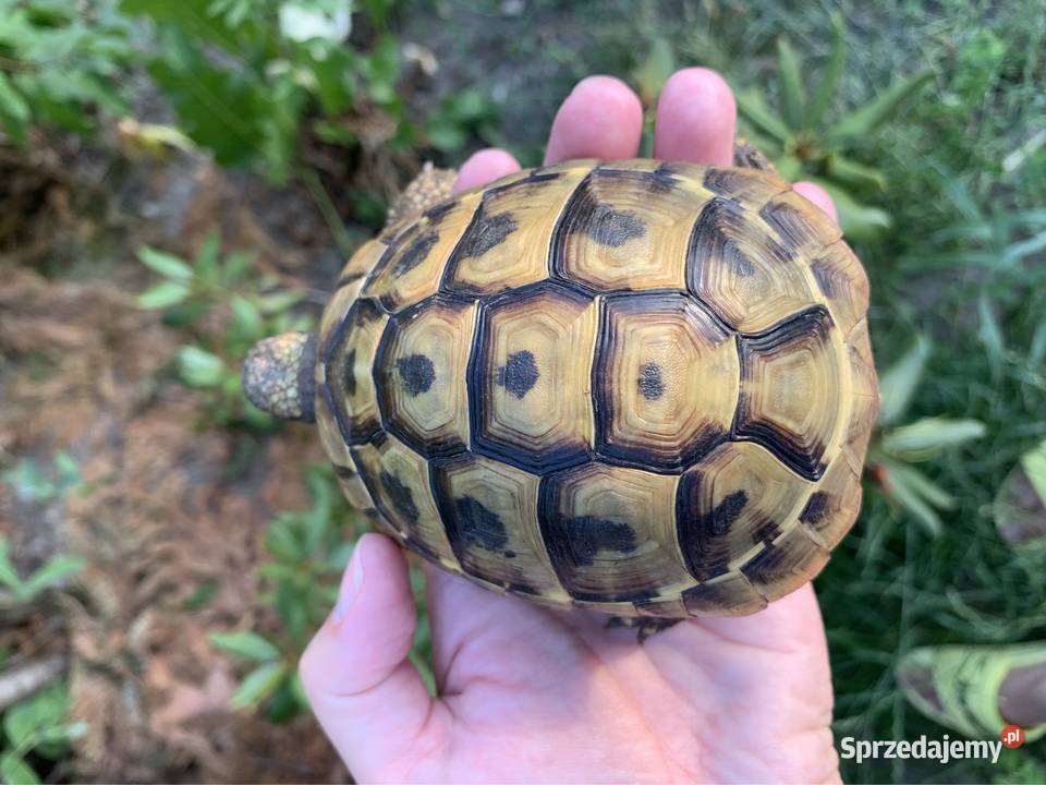 Żółw grecki żółwie greckie Warszawa