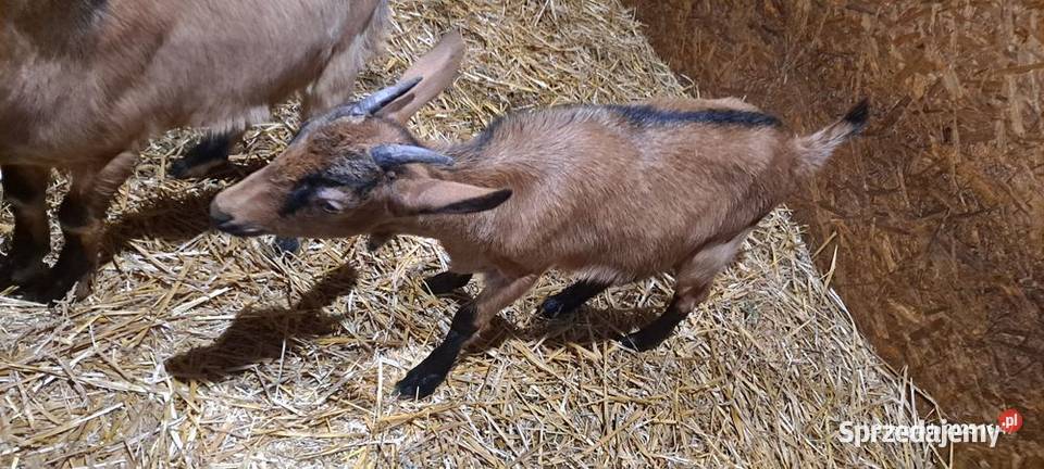 Sprzedam kozy kujawsko-pomorskie Kłonówek