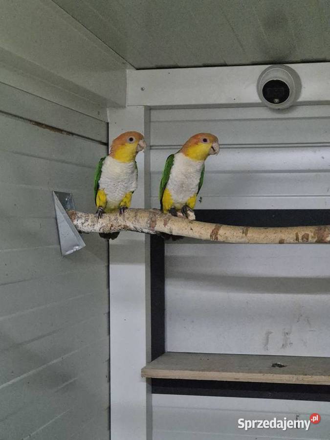 Barwinki pary lęgowe wielkopolskie