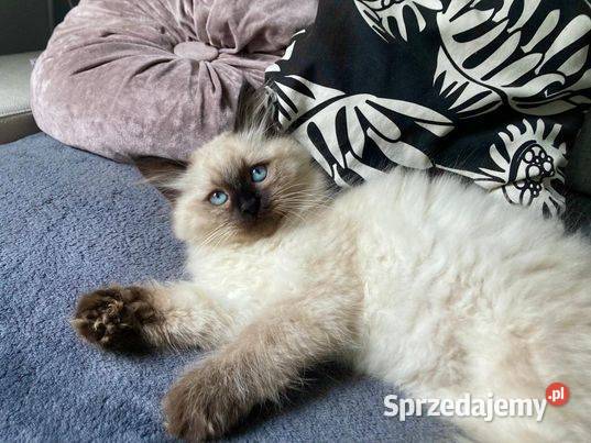 Kotki Syberyskie Neva Masquerade Wrocław sprzedam