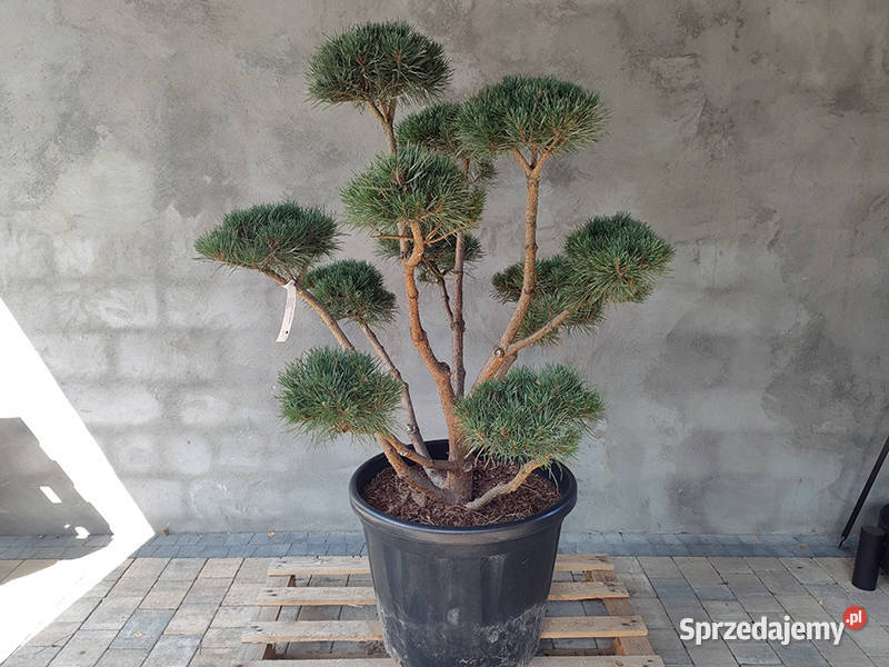Sosna pospolita formowana 084 NIWAKI BONSAI śląskie Katowice sprzedam