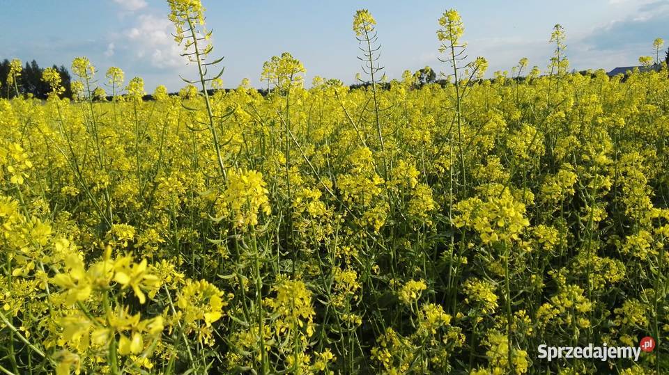 GORCZYCA Maryna zbiór 2020 czysty siew Dorohusk