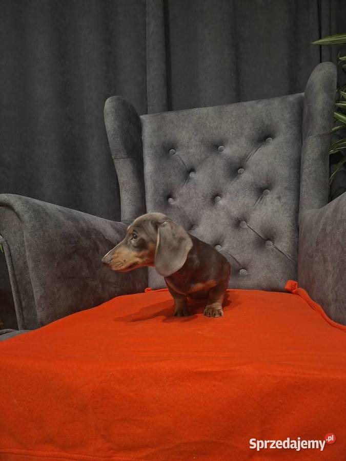 Jamnik niebieski Żyrardów