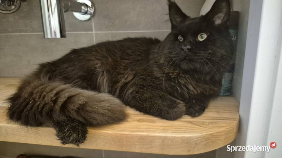 Maine Coon dwa kocurki do rezerwacji zachodniopomorskie Kliniska Wielkie