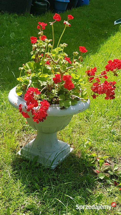 pelargonia Białogard sprzedam