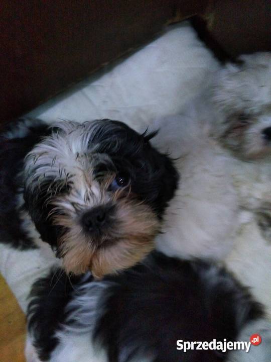 pieski Shih Tzu 3 chłopcow Unisław