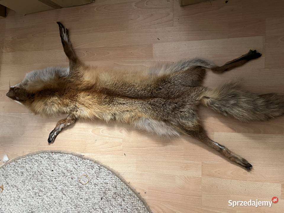 Prawdziwa skóra z lisa garbowana Szaflary sprzedam