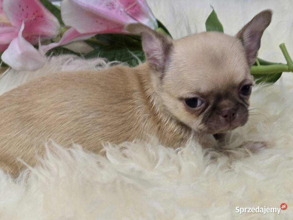 Chihuahua Biszkoptowy XXS Bielsko-Biała
