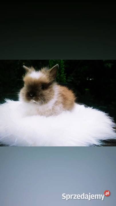 karzełek Teddy mini lop królik miniaturka Krosno
