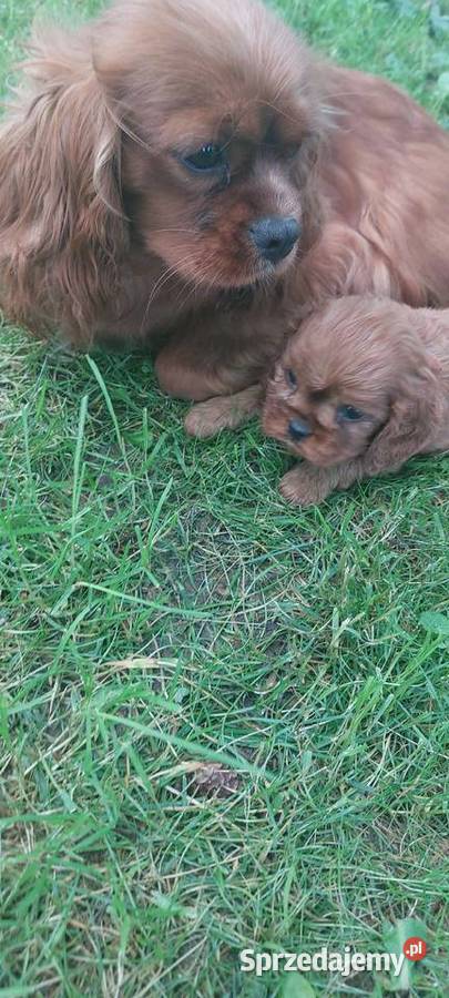 Cavalier king charles spaniel Łużna