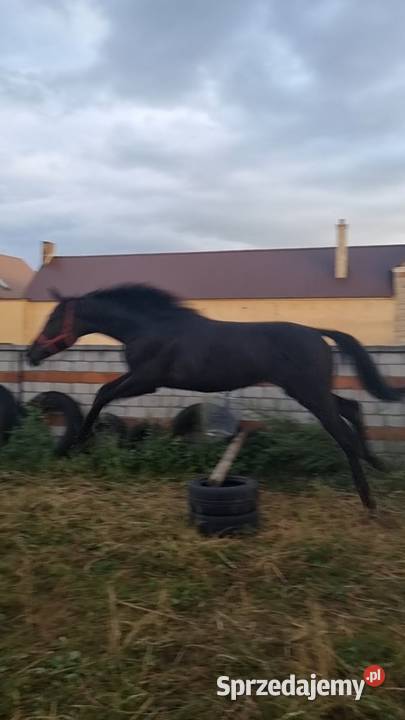 Kary ogier na sprzedaż