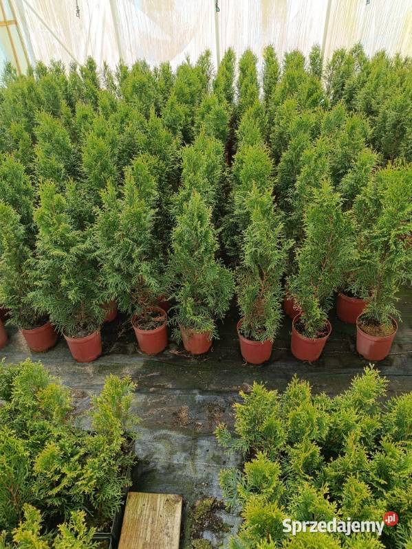 Tuja szmaradg Rabatowe sprzedam