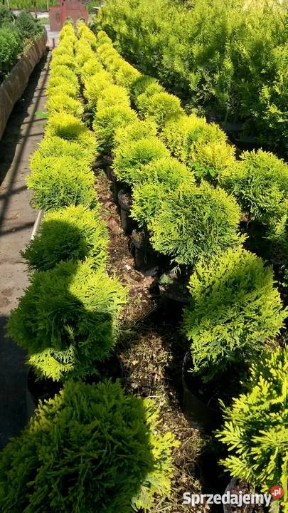 Tuje kuliste DanicaGlobosaMirjam Golden Proszowice sprzedam