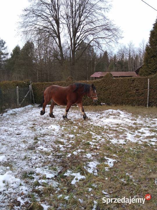 Sprzedam klacz zaźrebionąźrebaka Gogołów