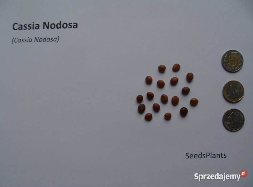 CASSIA NODOSA Cassia Nodosa NASIONA 40 sztuk 10g kujawsko-pomorskie Lubanie