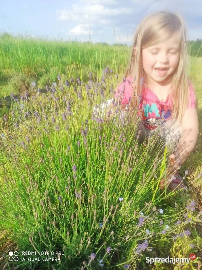 Lawenda lekarska wąskolistna Sadzonki kwiaty Korczew sprzedam