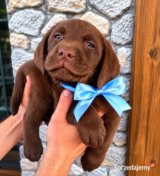 Labrador Retriever suczka 2 ojcu pochodzenia FCI Katowice