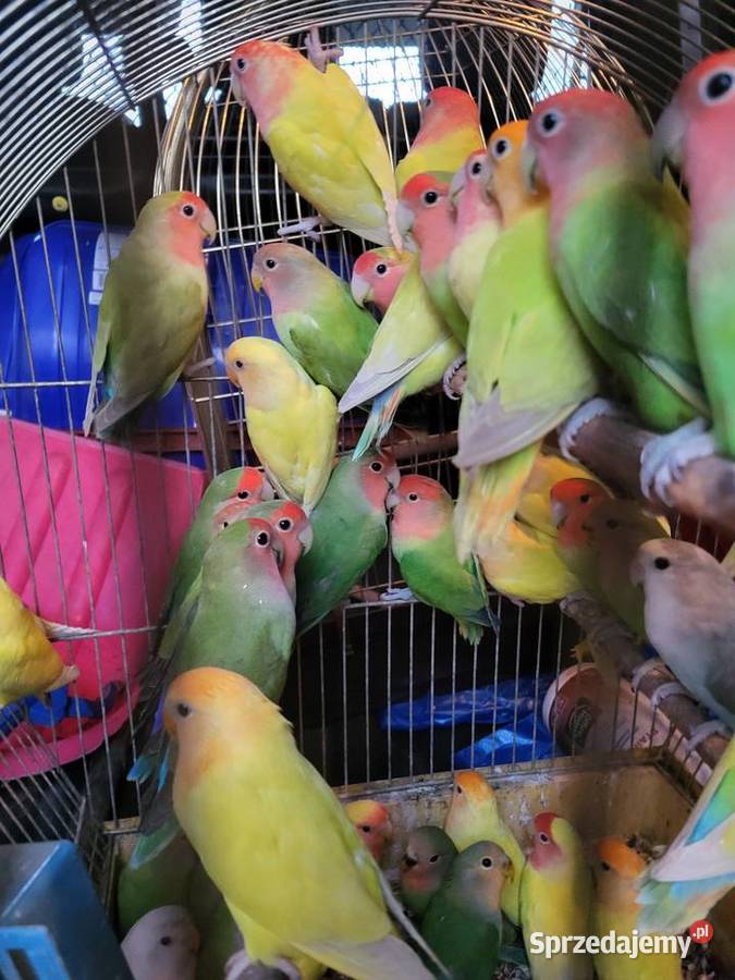Papugi nierozłączki Wrocław