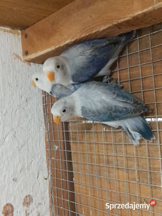 Nierozłączki Łask