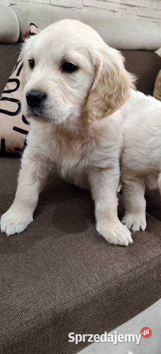 Szczeniaczki Golden Retriever Kuchary sprzedam