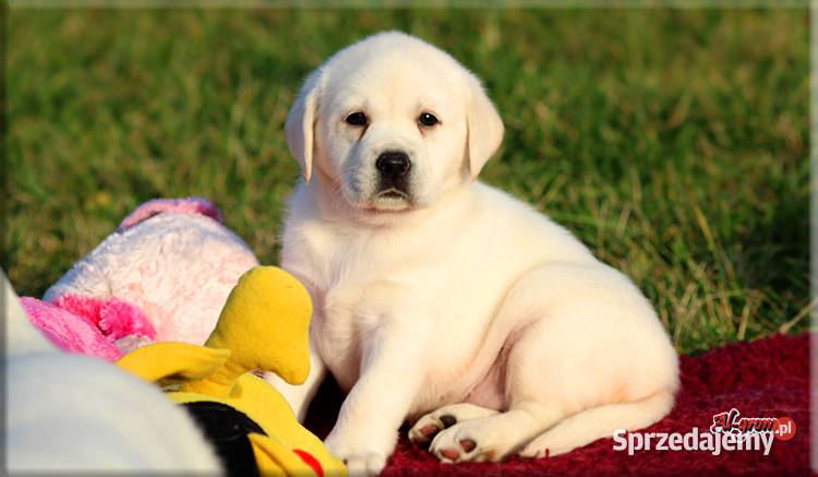Labrador żółtebiszkoptowe szczenięta ZKWP FCI Labrador Chynów sprzedam
