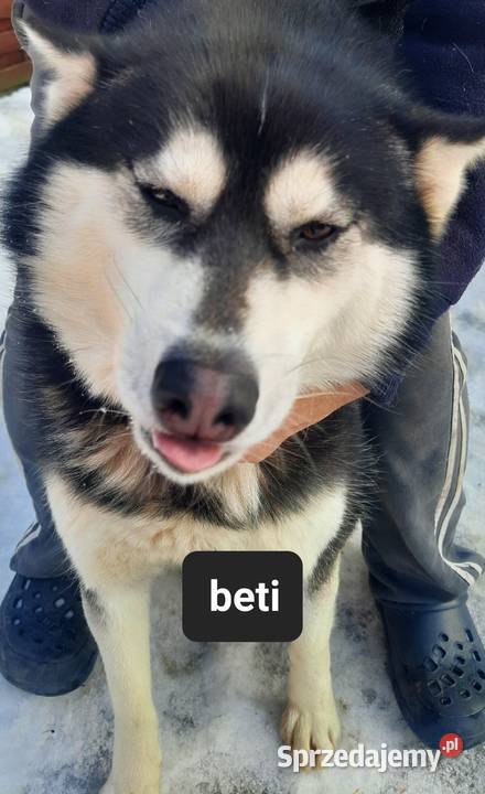 Szczeniaki syberiany husky pomorskie Reda