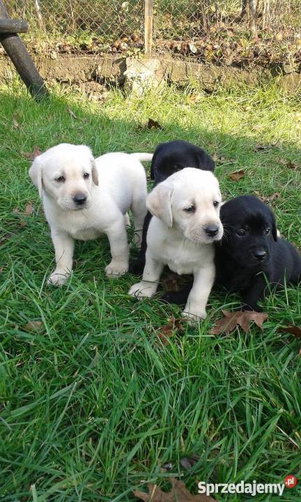 Labrador super szczeniaki z rodowodem ZKwP CH Wadowice