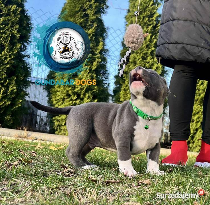 American Bully piesek ABKC