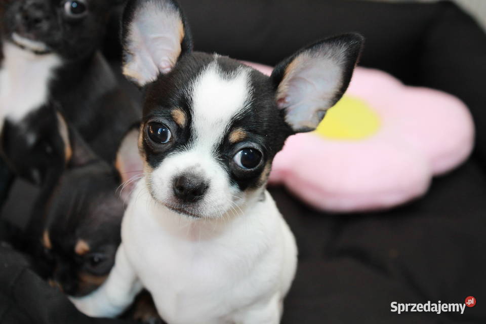 Chihuahua krótkowłosy chłopiec ZKwP FCI