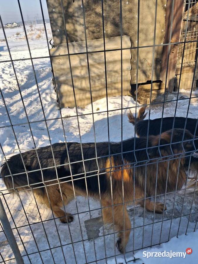 Owcxarki niemieckie Wyszków