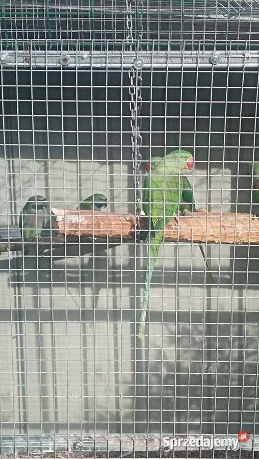 Aleksandretta Wieki i Chińska Zator